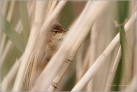 <p>RÁKOSNÍK OBECNÝ (Acrocephalus scirpaceus) /Eurasian reed warbler – Teichrohrsänger/</p>